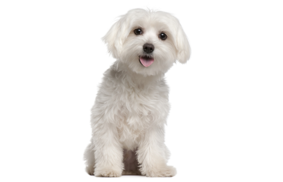 Maltese dog smiling